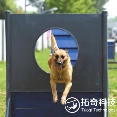 警犬障礙  軍犬障礙